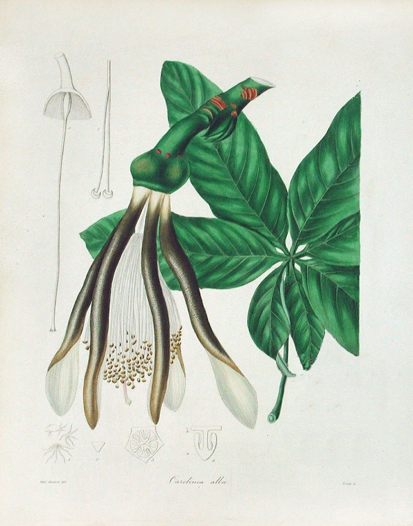Pseudobombax grandiflorum