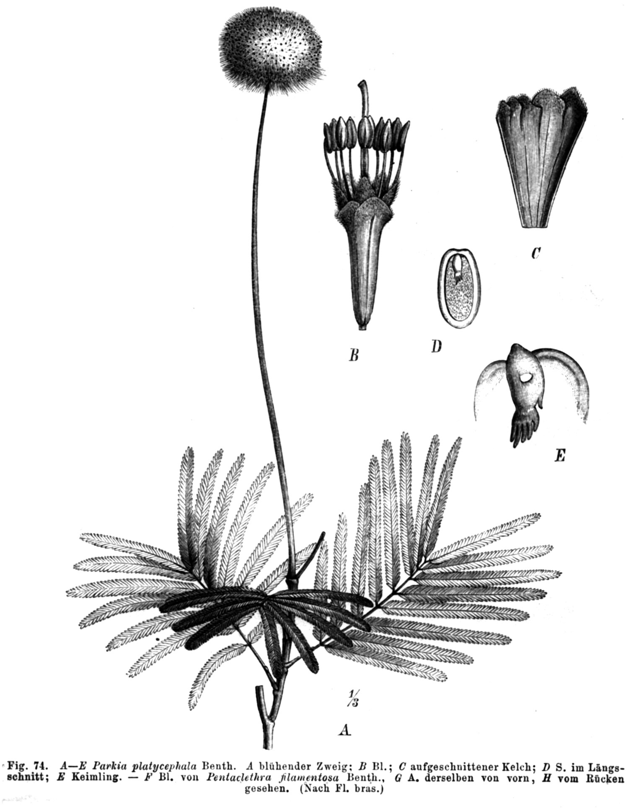 Parkia platycephala