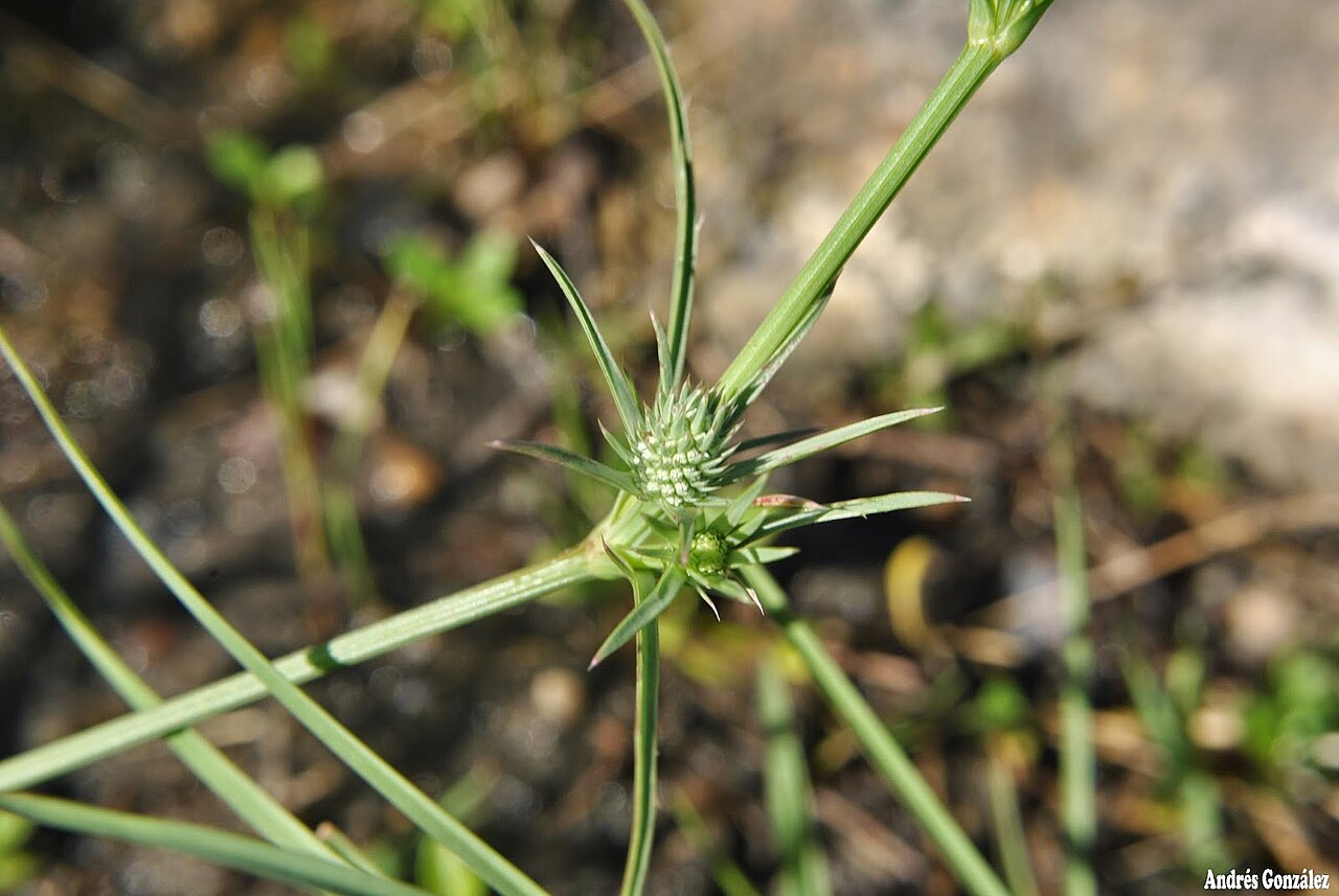 Eryngium echinatum
