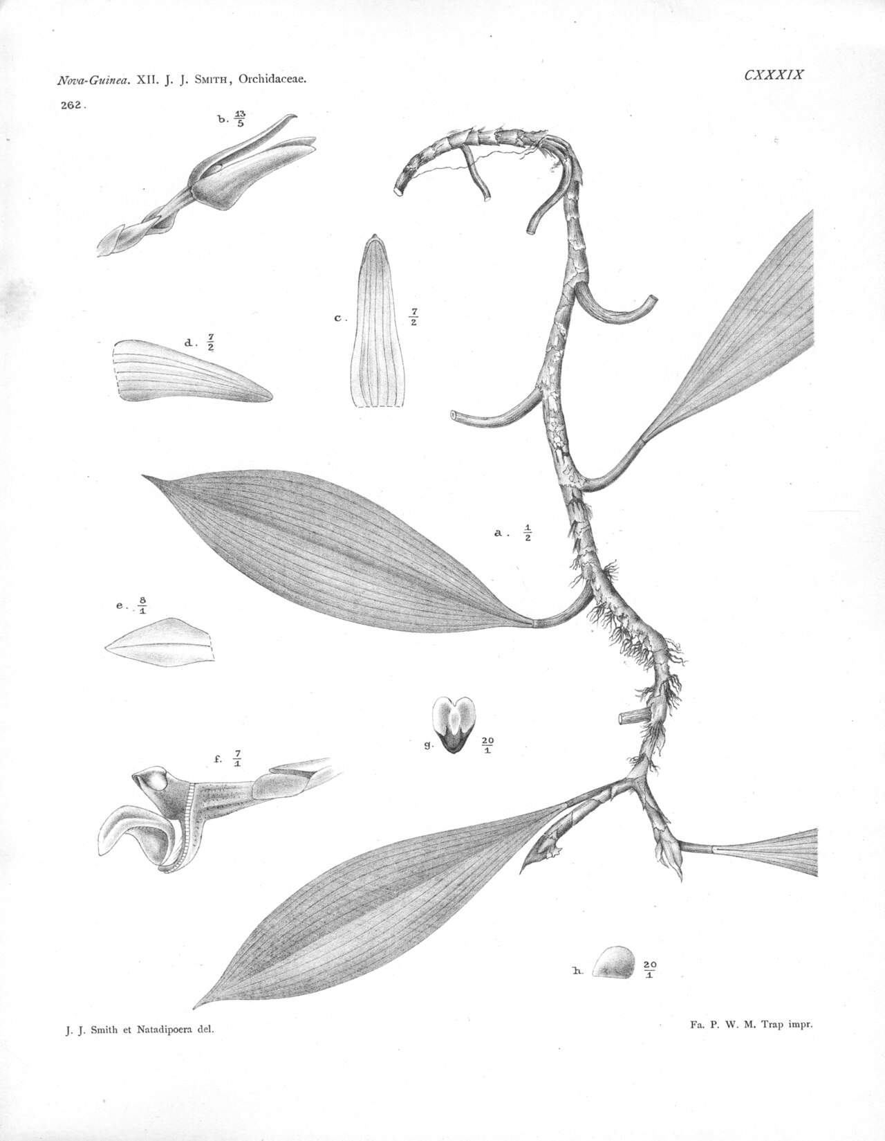 Bulbophyllum floribundum