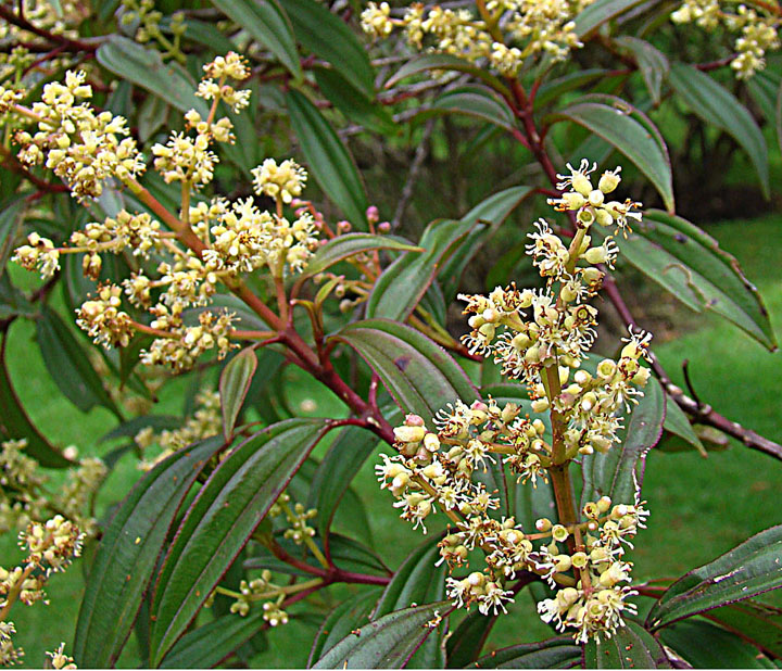 Axinaea macrophylla