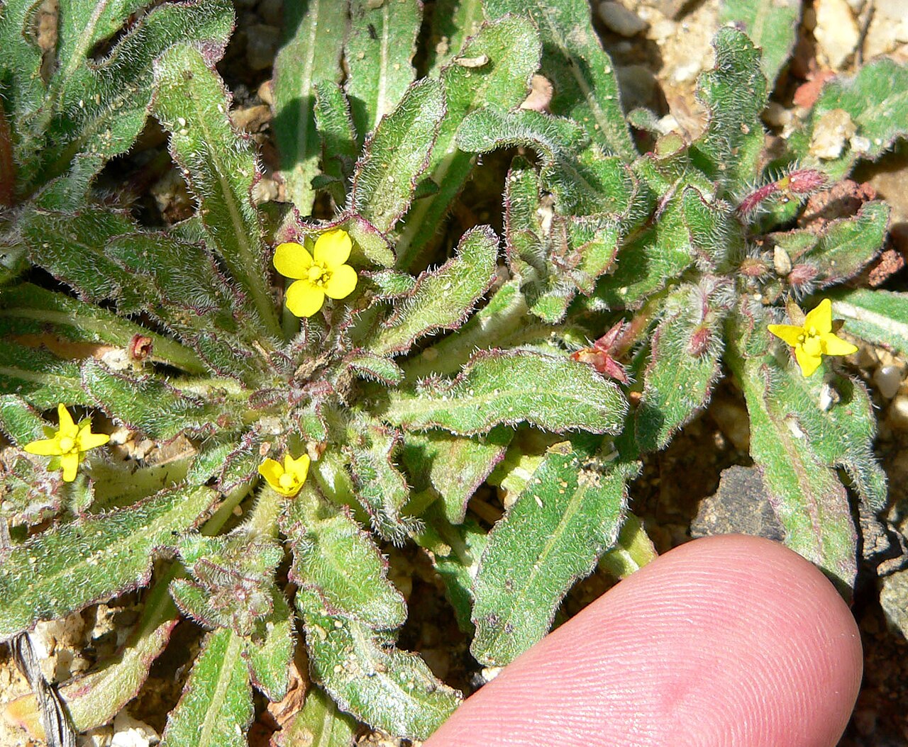 Camissoniopsis micrantha