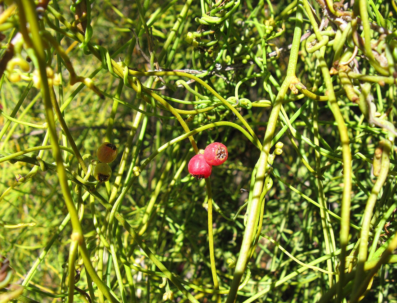 Cassytha ciliolata