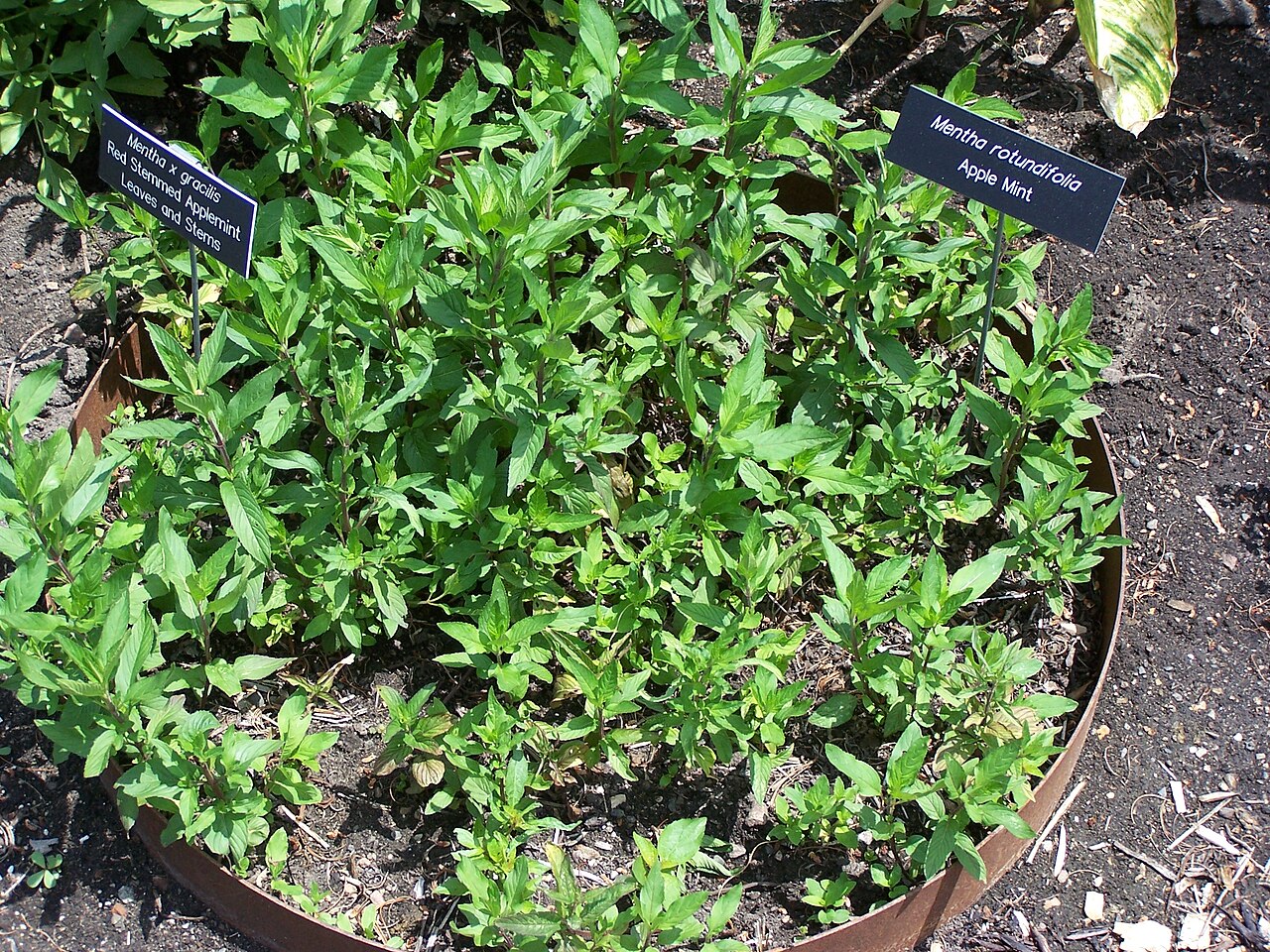 Mentha ×gracilis