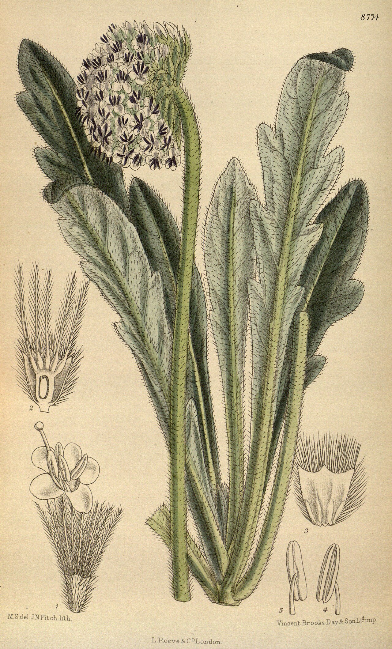 Bassecoia hookeri