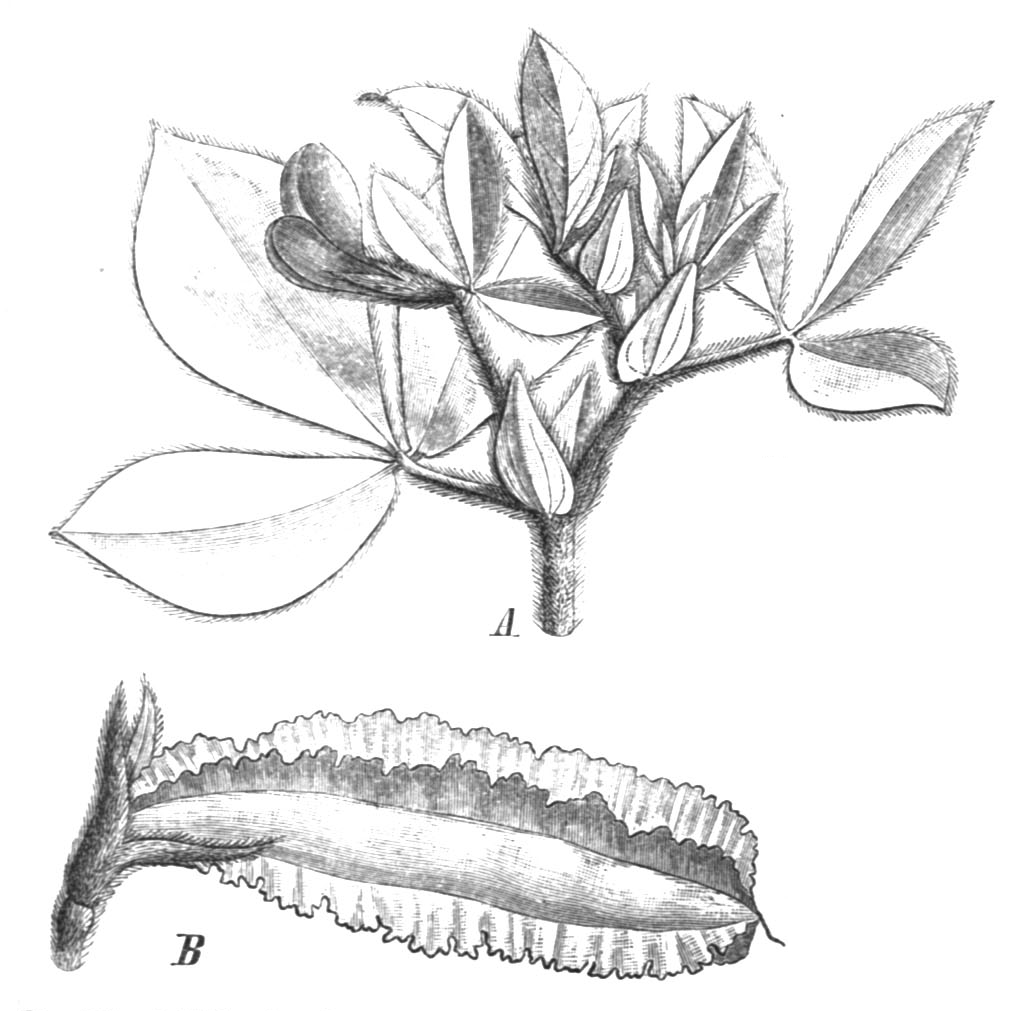 Lotus tetragonolobus