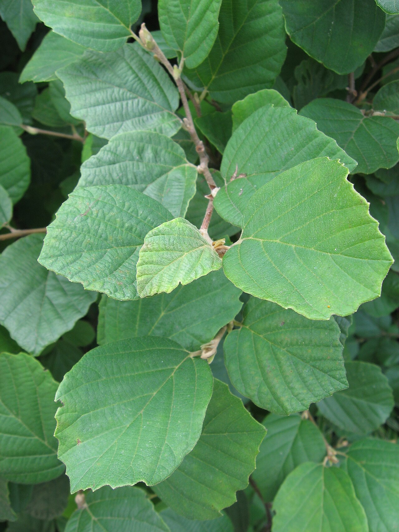 Fothergilla gardenii