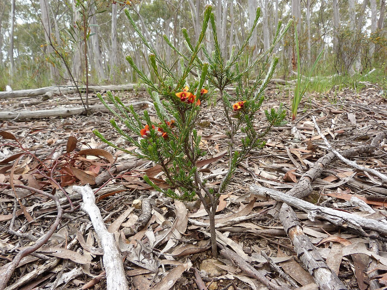 Dillwynia sericea