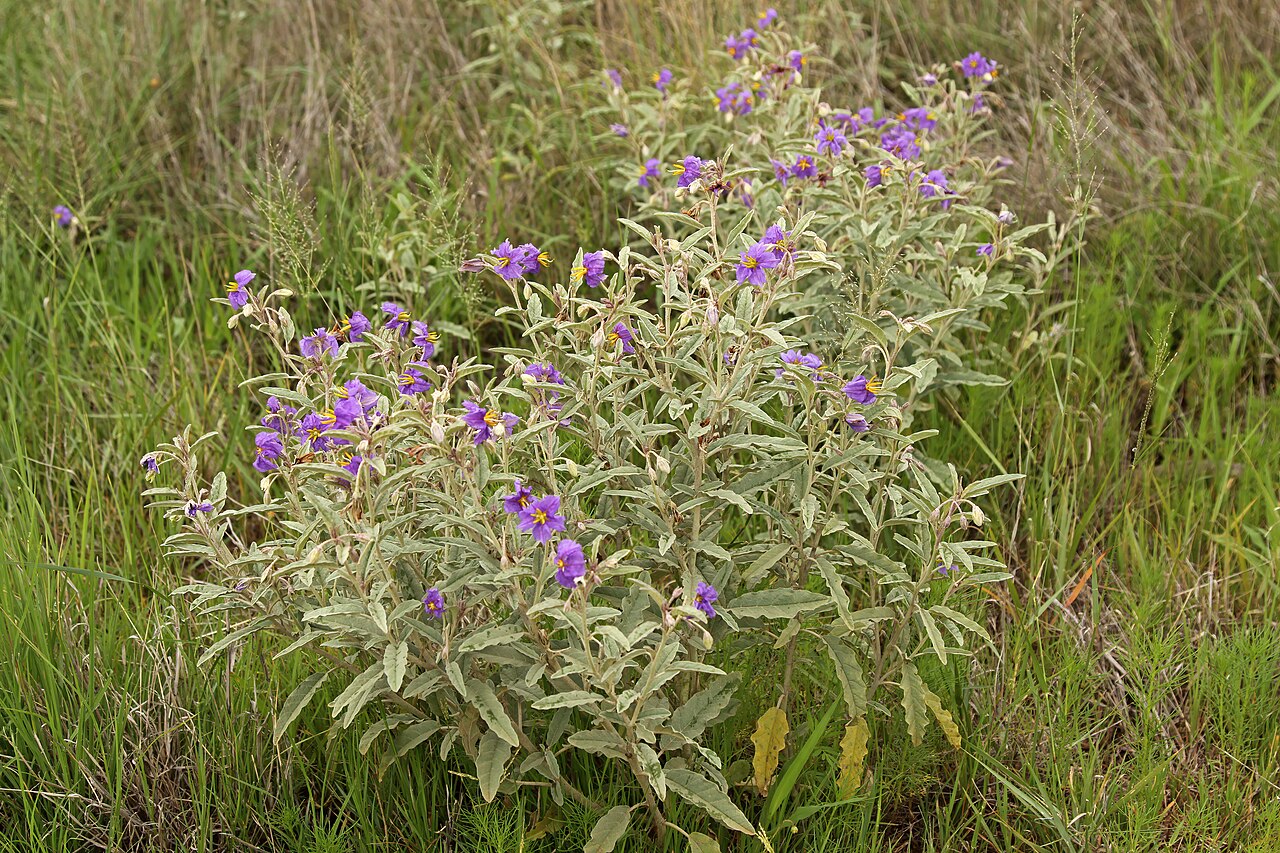 Solanum elaeagnifolium