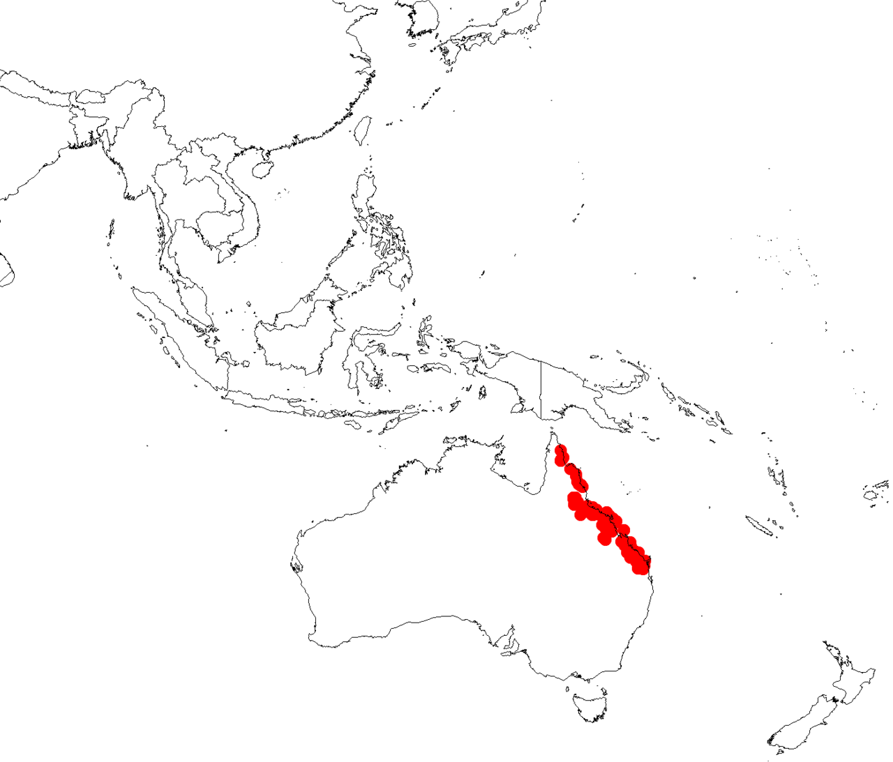 Parsonsia plaesiophylla