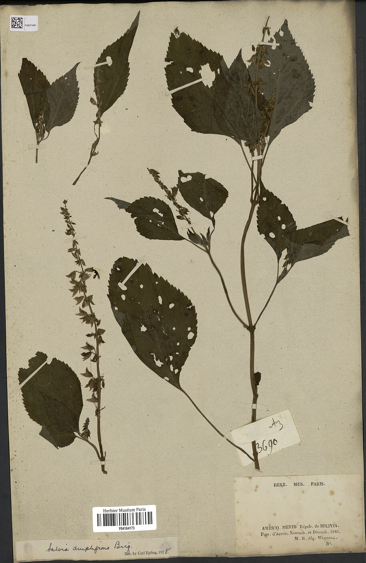 Salvia amplifrons