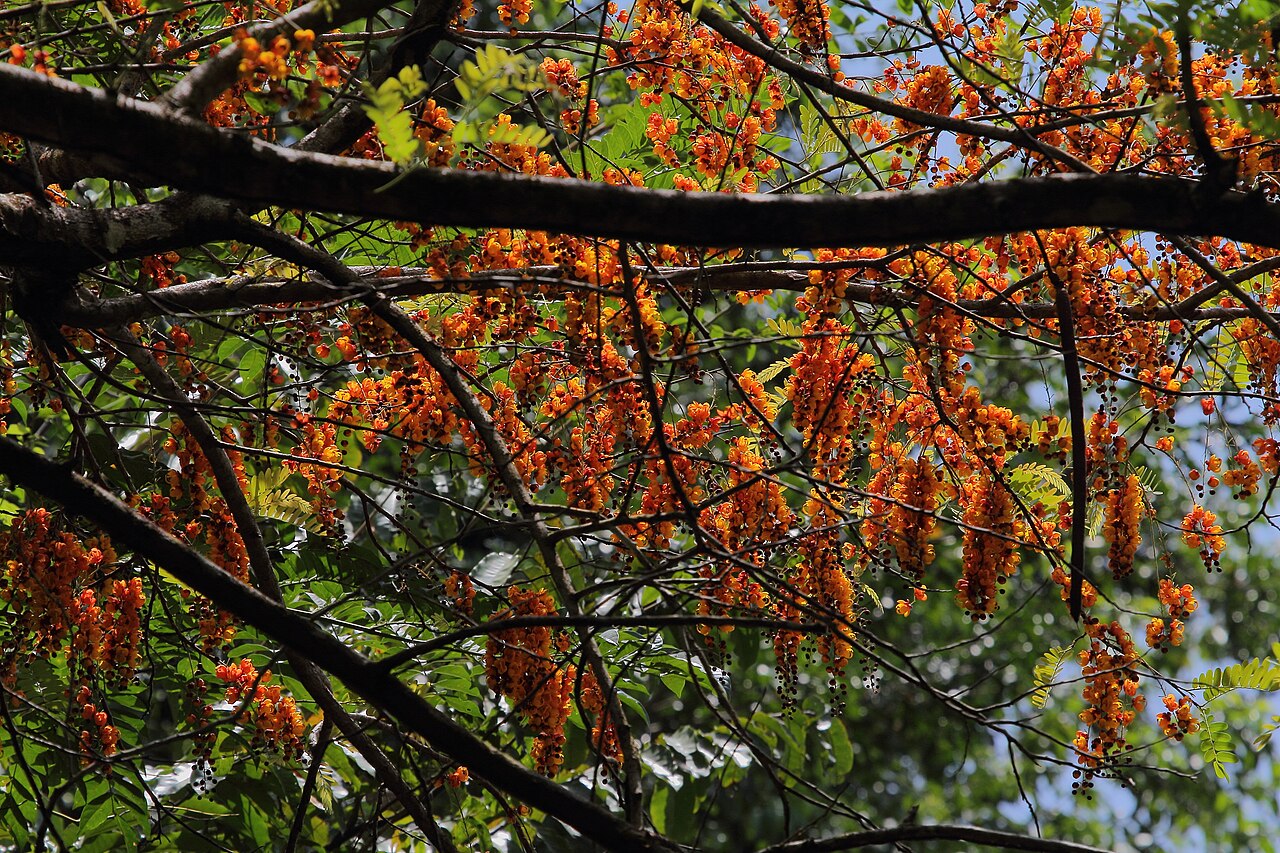 Cassia moschata