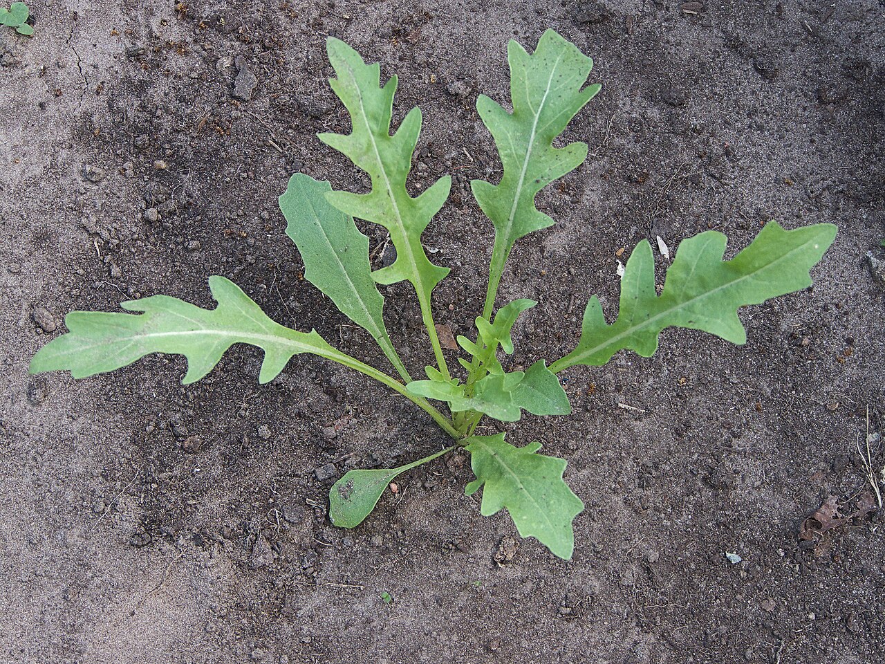Diplotaxis tenuifolia