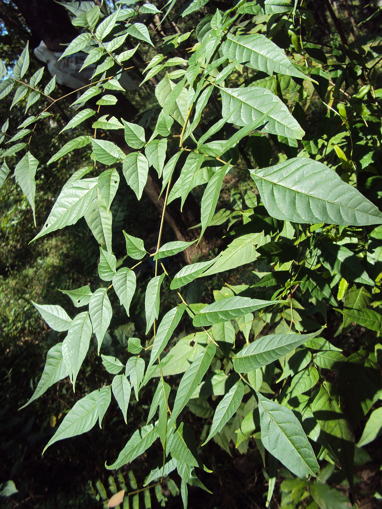Chukrasia velutina