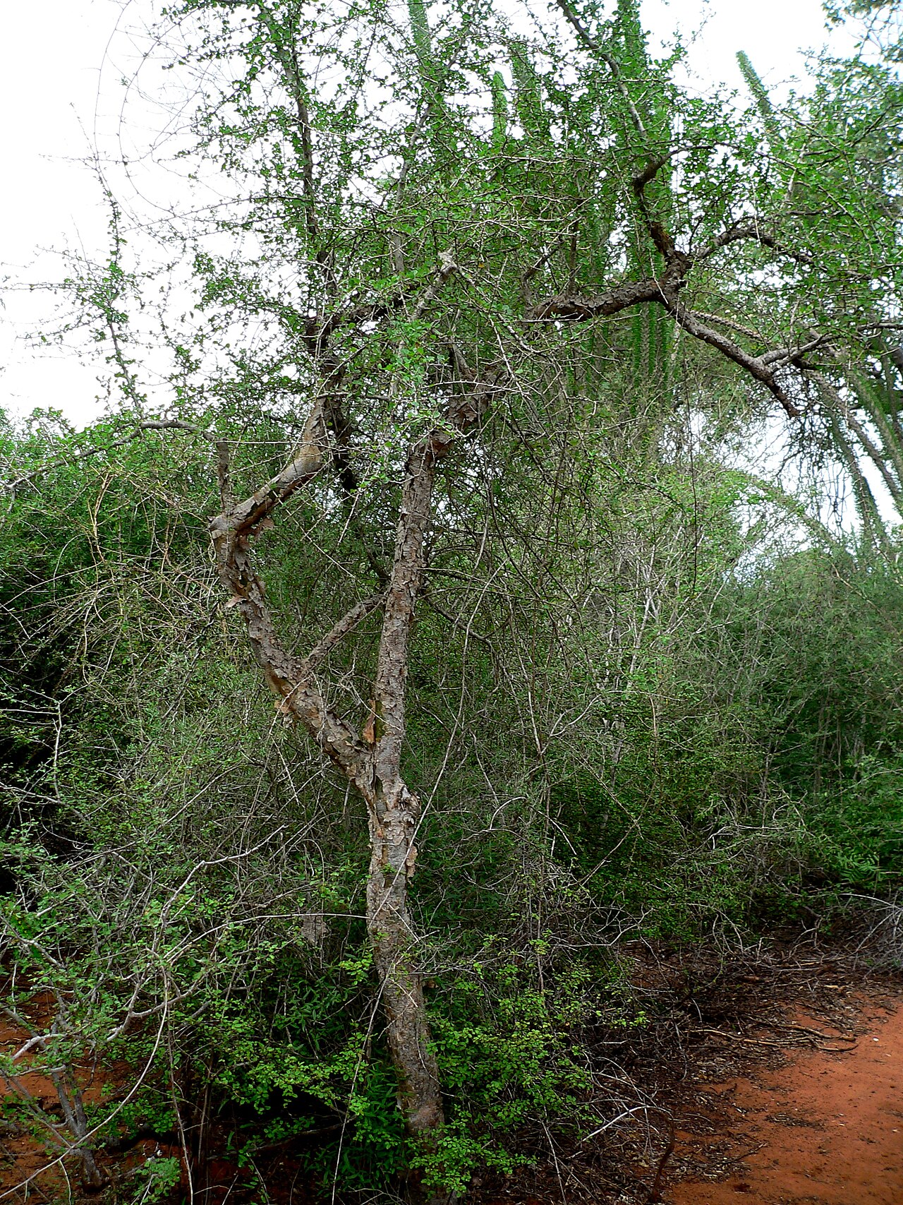 Commiphora simplicifolia