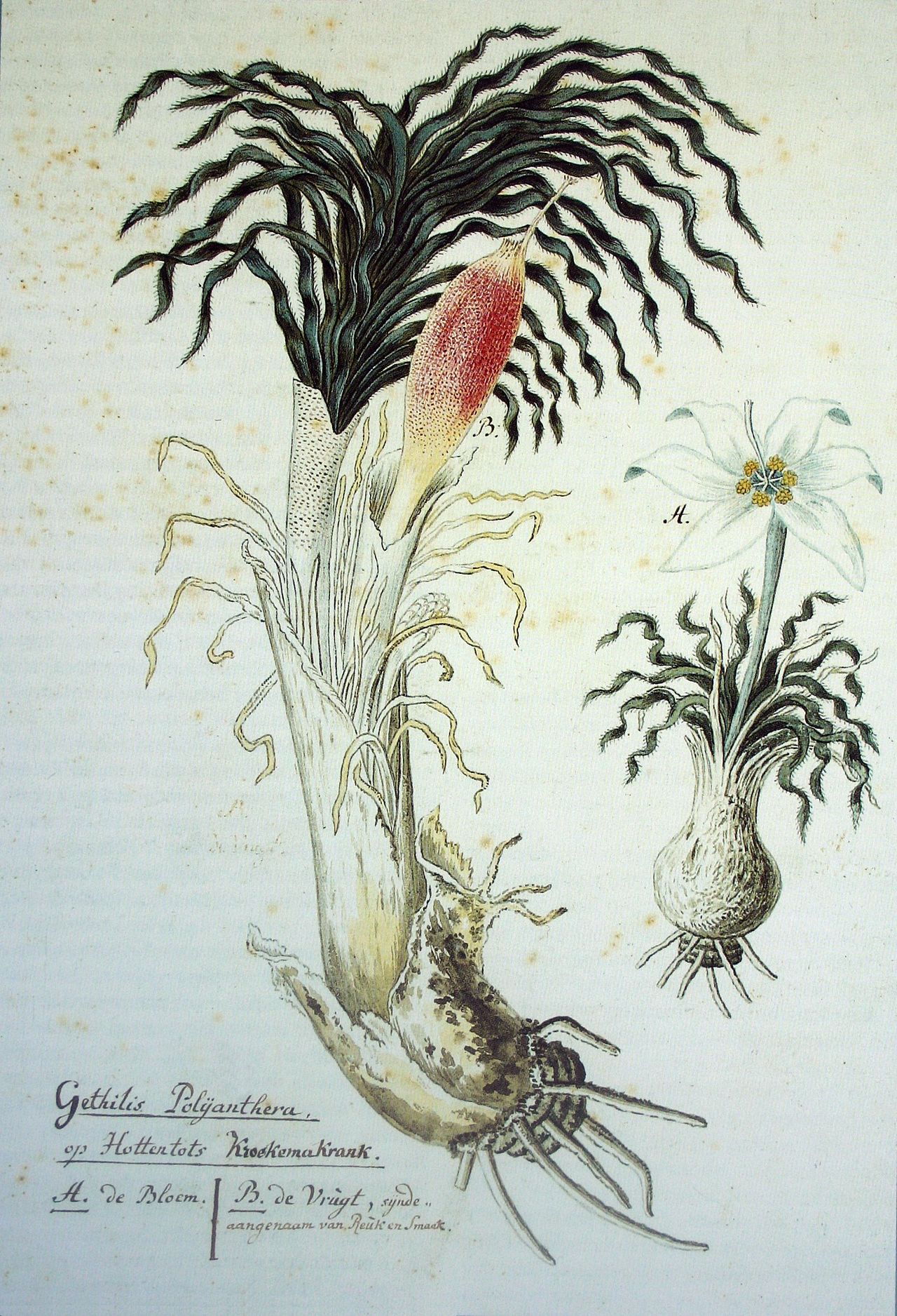 Gethyllis ciliaris