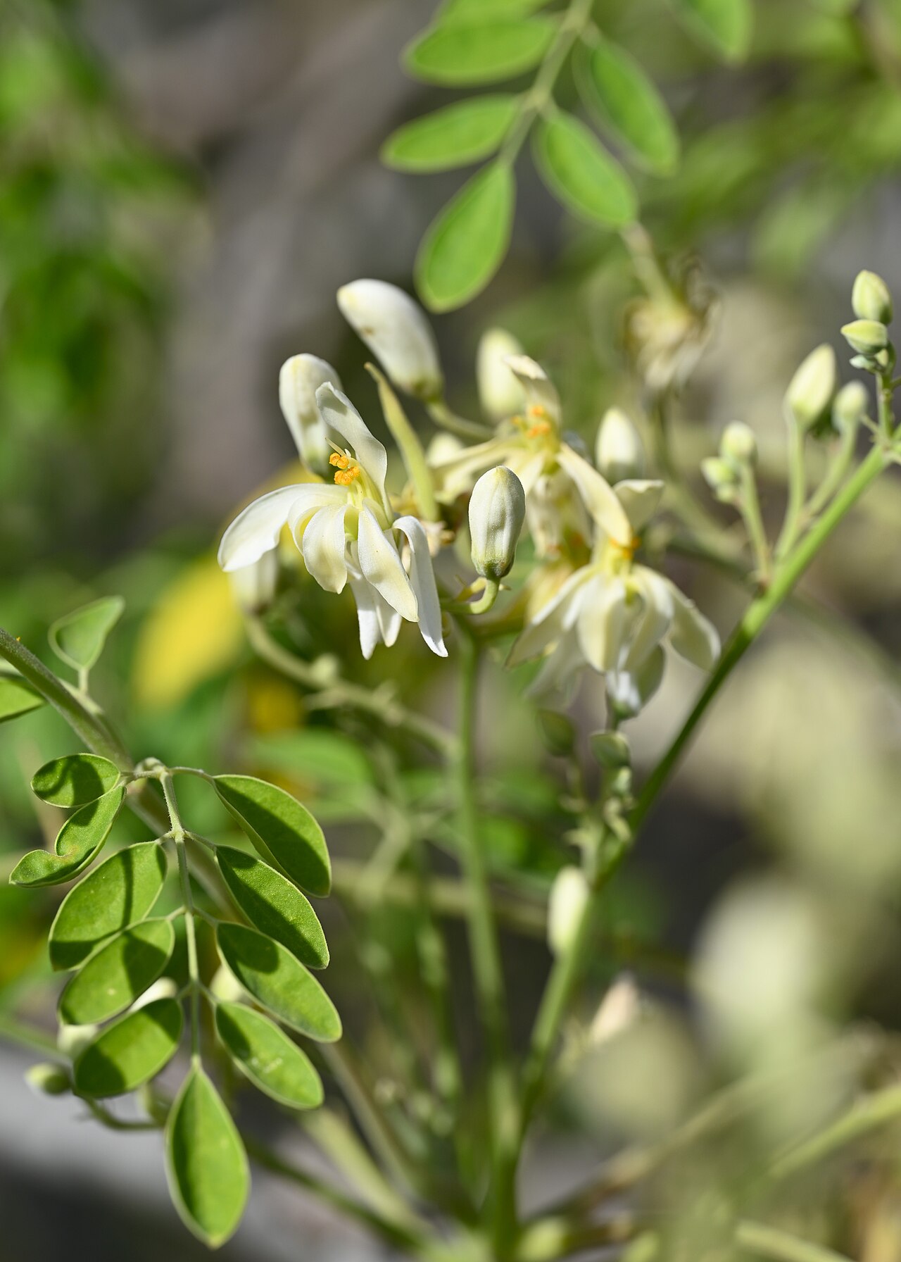 Moringa