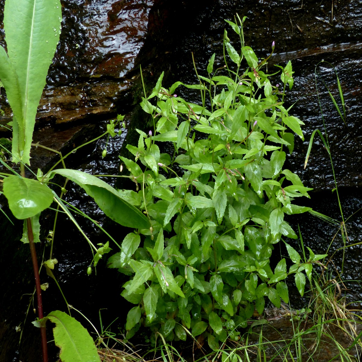 Epilobium collinum