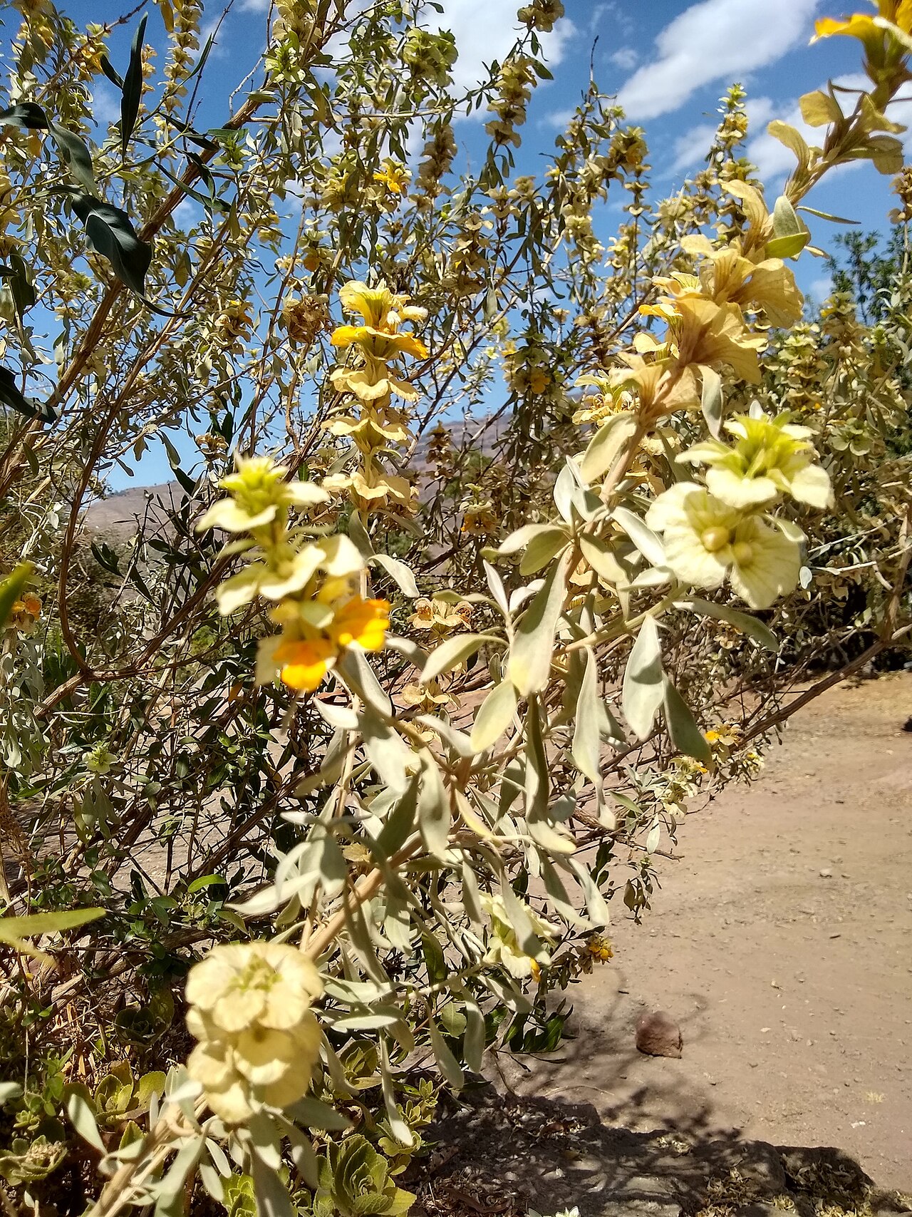 Rydingia integrifolia