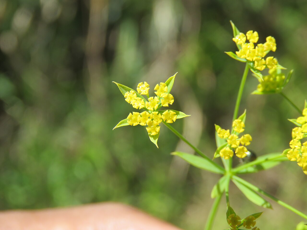 Bupleurum ramosissimum