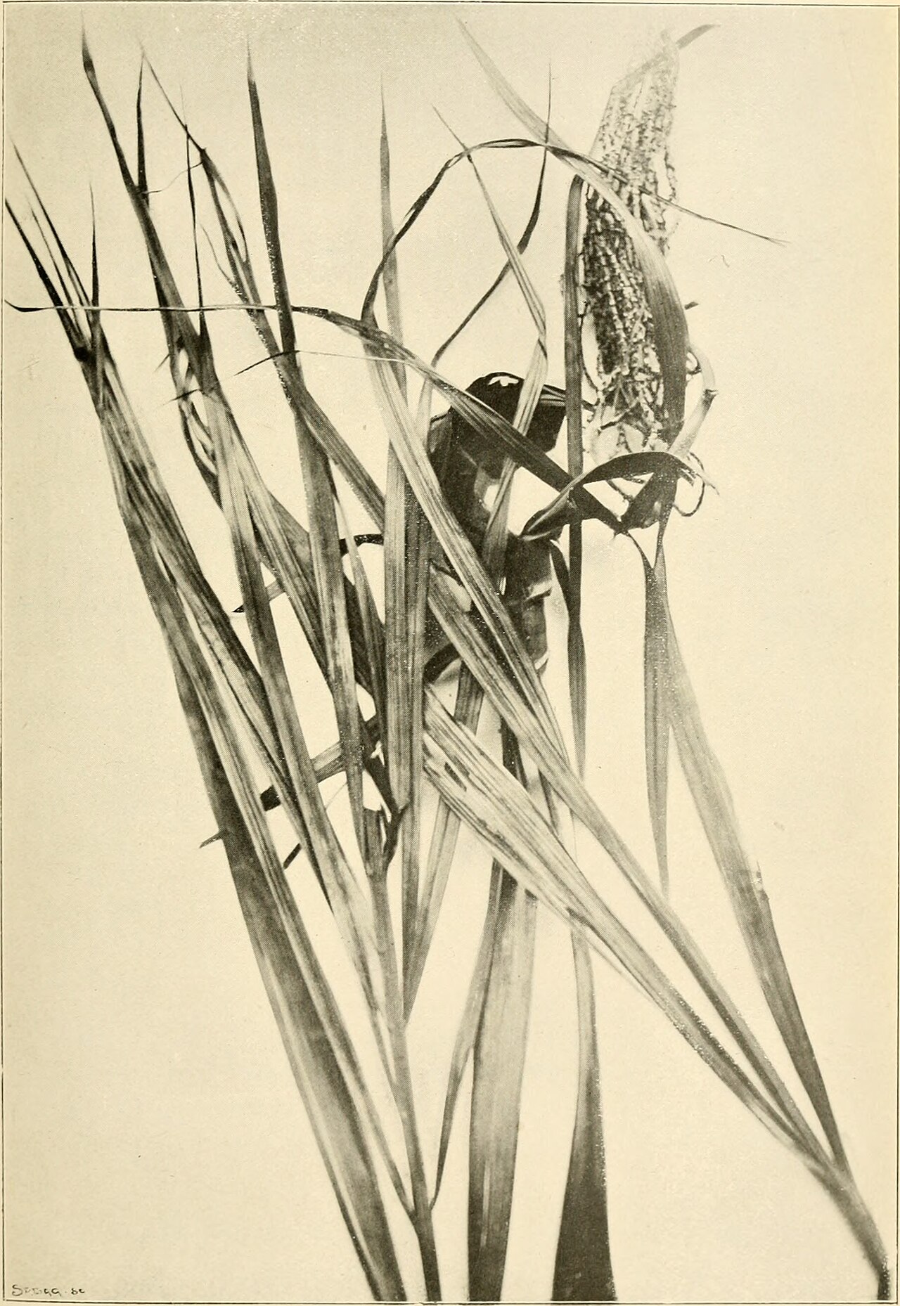 Dypsis basilonga