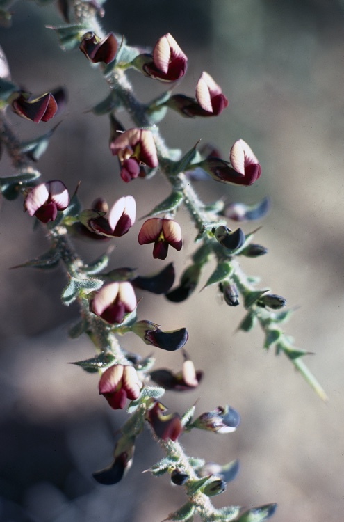 Daviesia arenaria