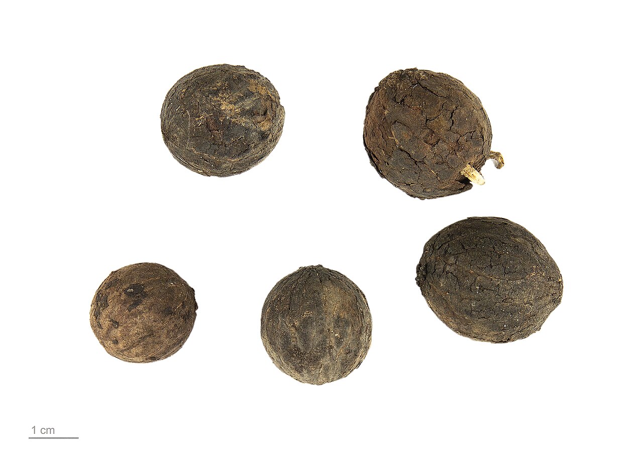 Corypha umbraculifera