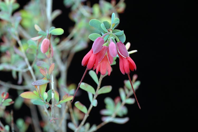 Homoranthus zeteticorum
