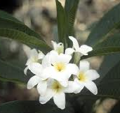 Echites yucatanensis