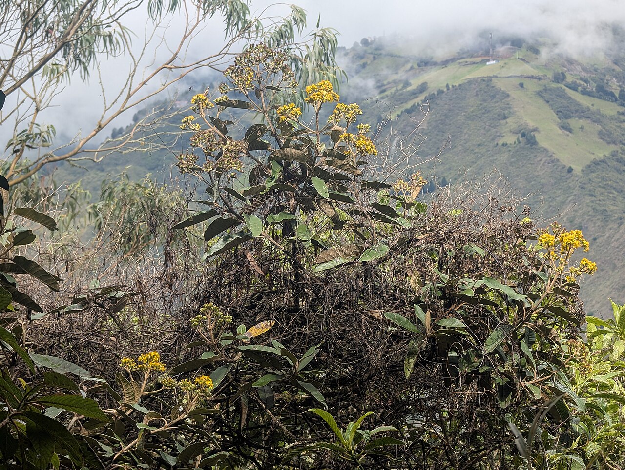 Gynoxys chimborazensis