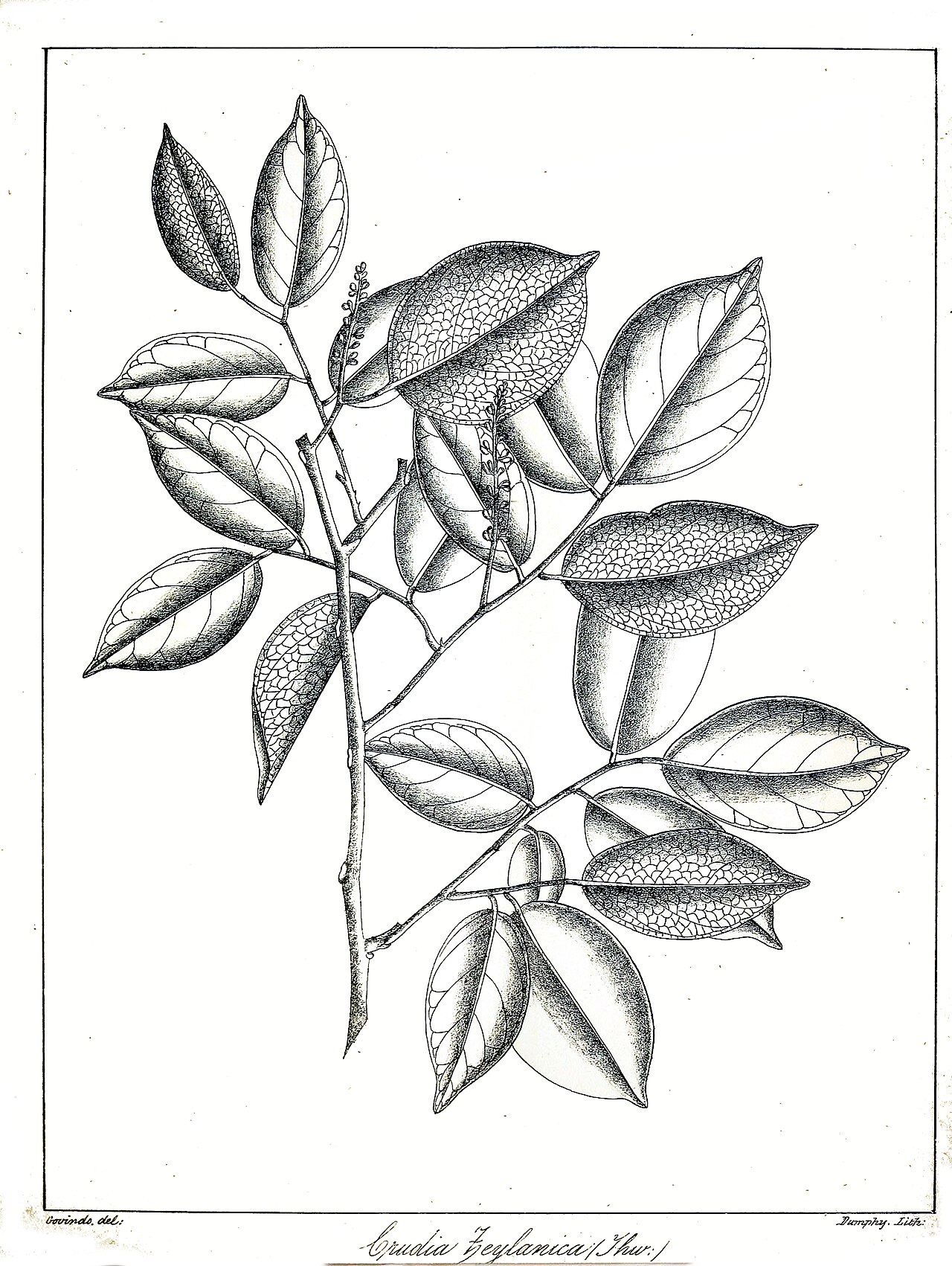 Crudia zeylanica