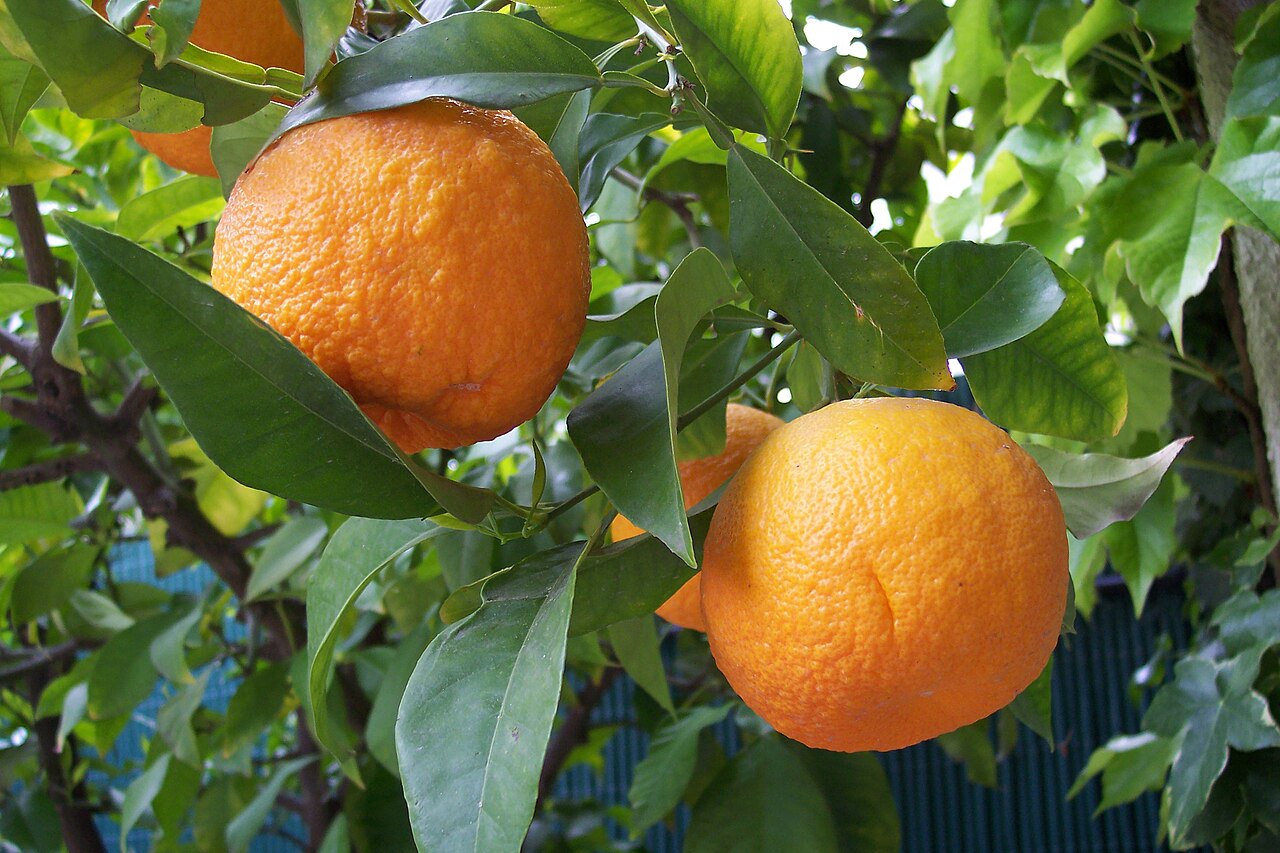 Citrus × aurantium