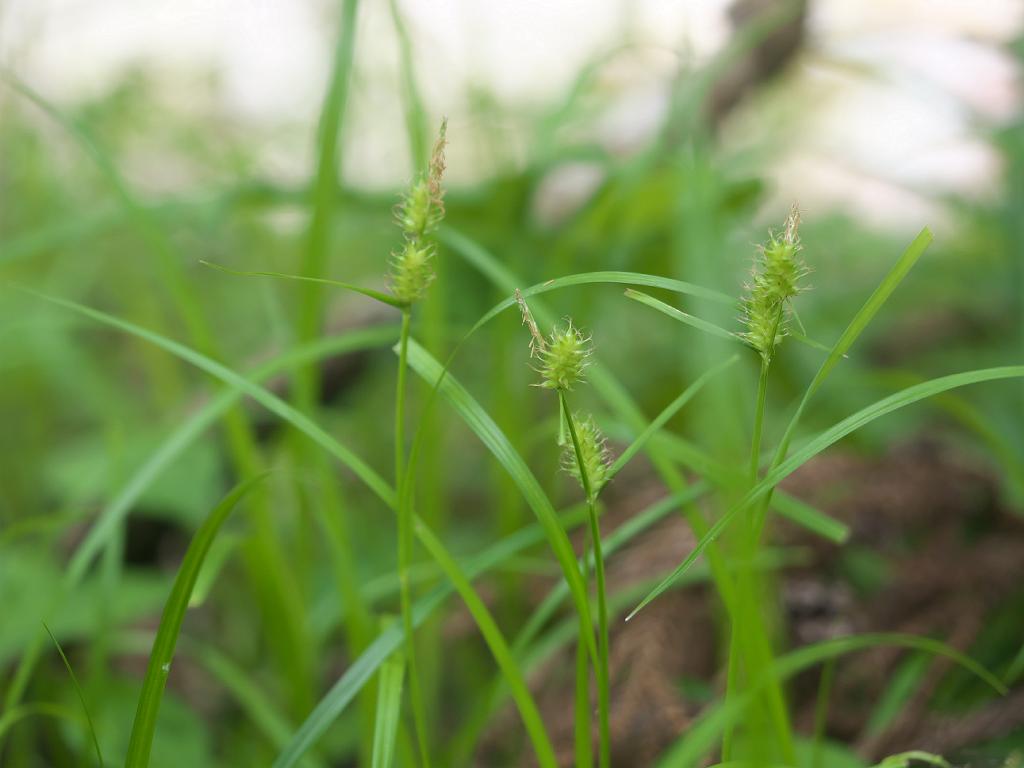 Carex aphanolepis