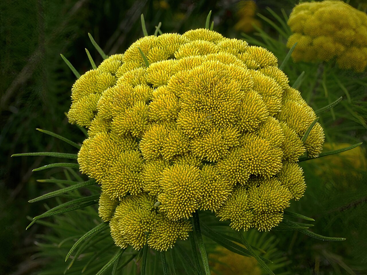 Cassinia compacta