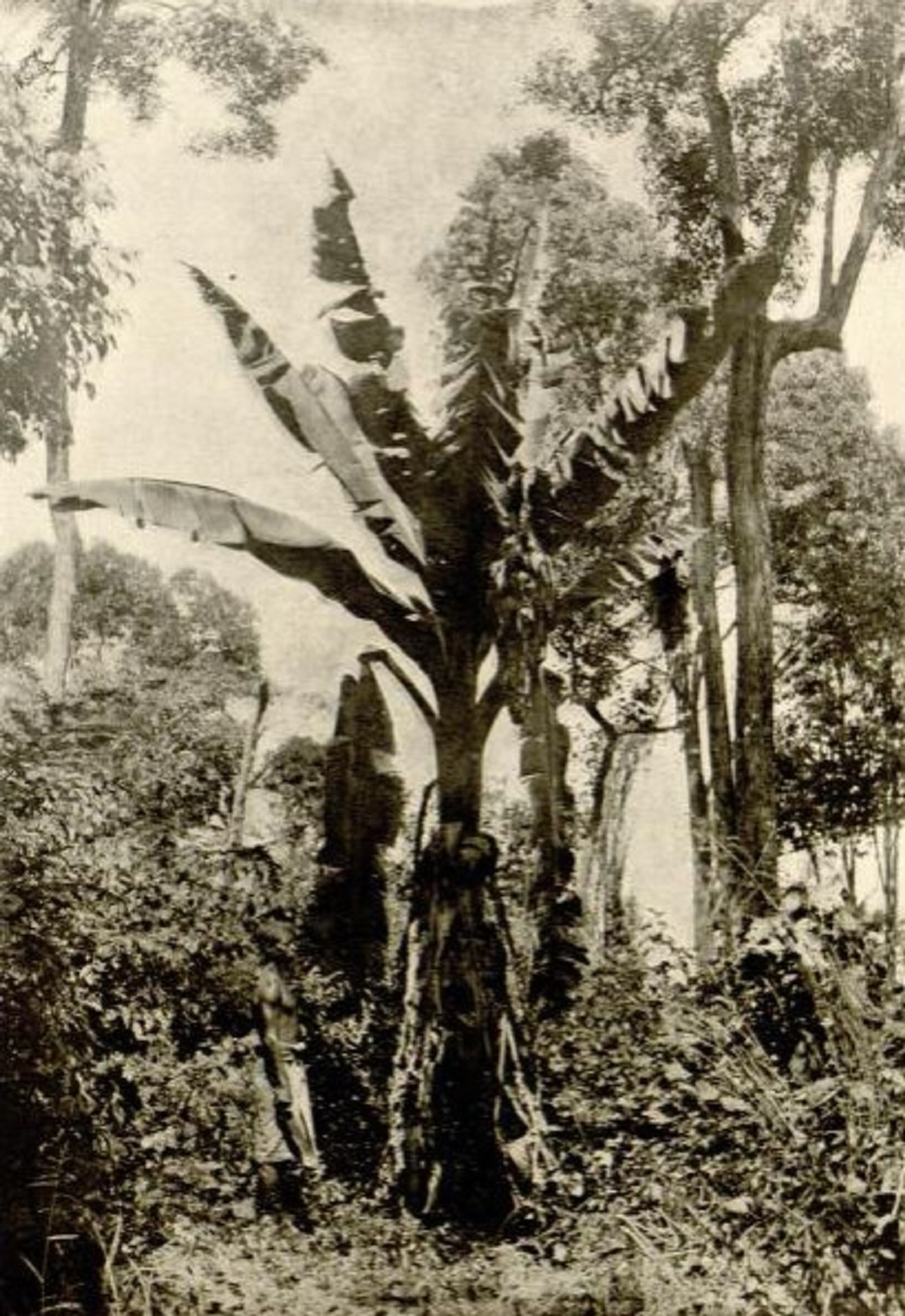 Musa perrieri