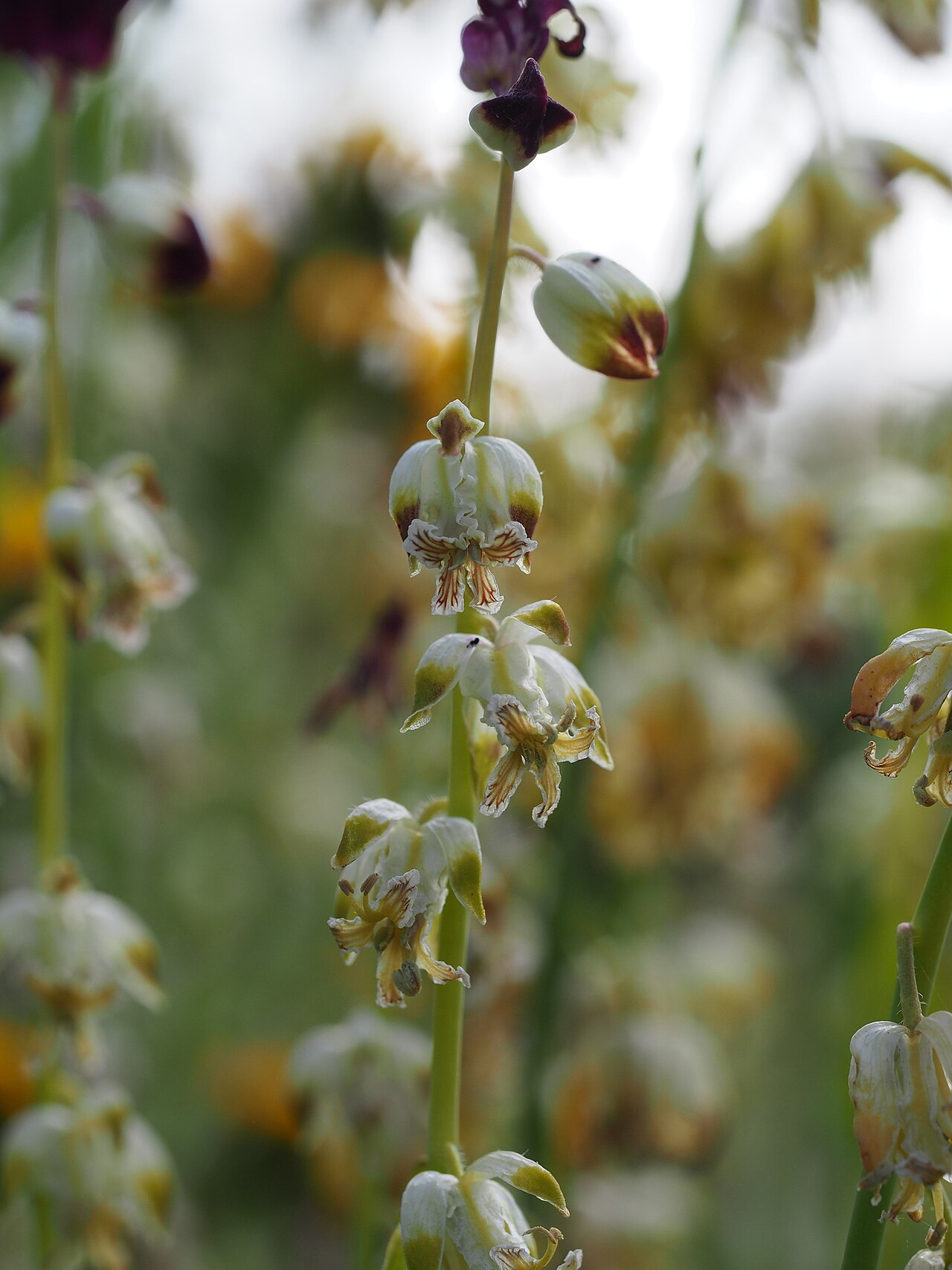 Streptanthus californicus