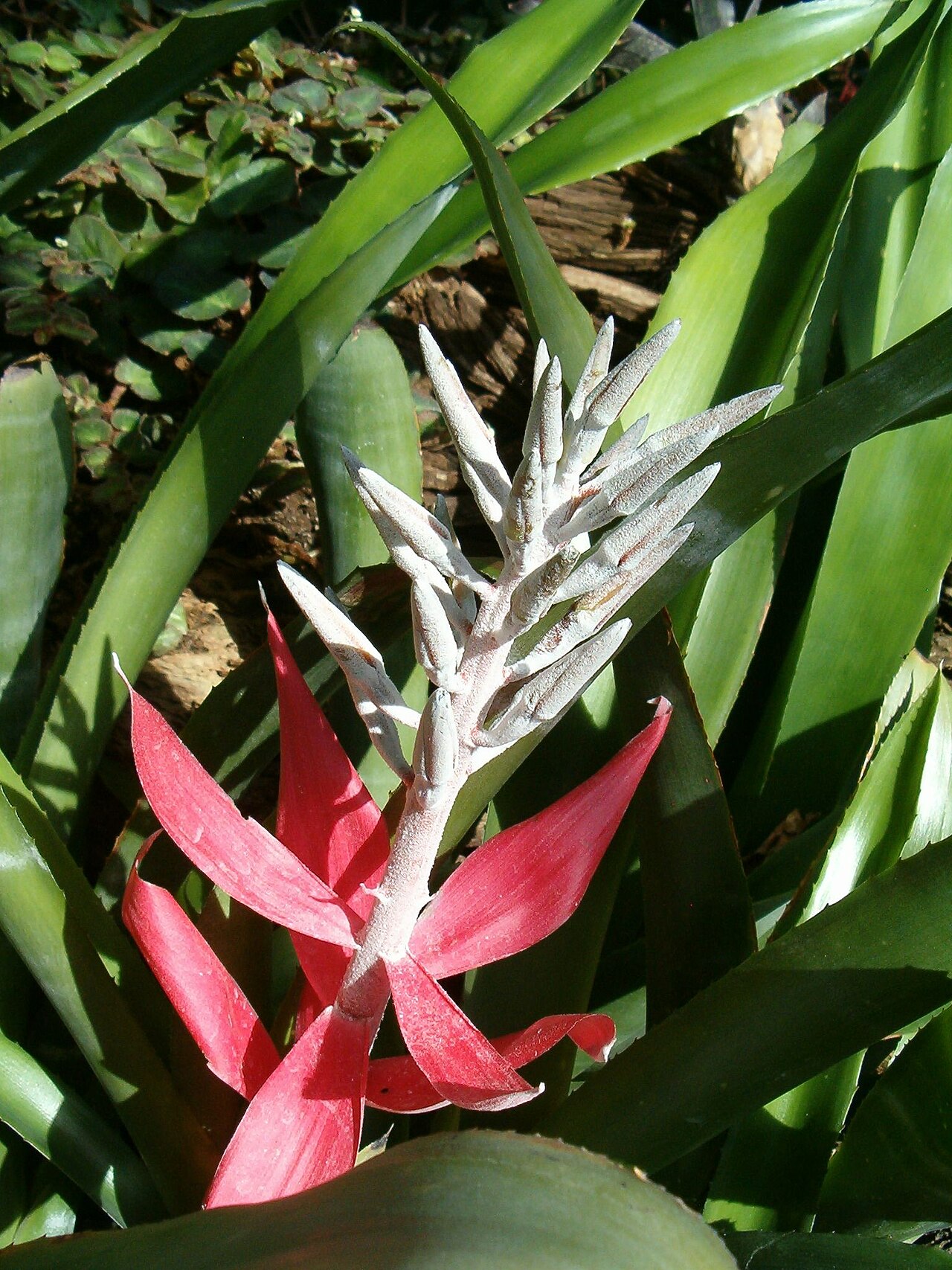 Billbergia macrocalyx