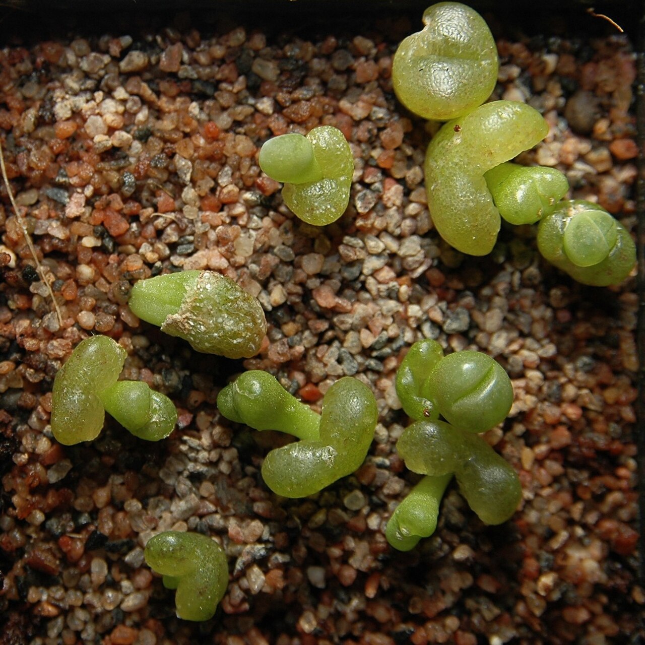 Lithops optica