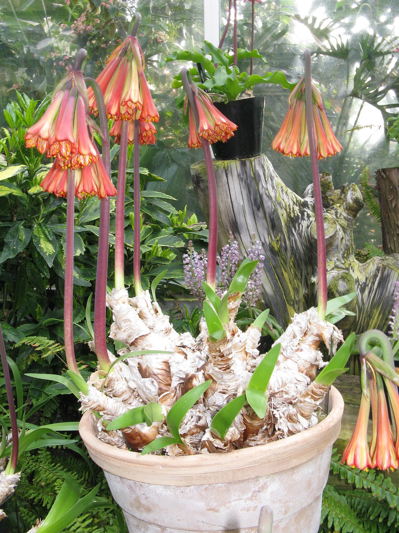 Cyrtanthus falcatus