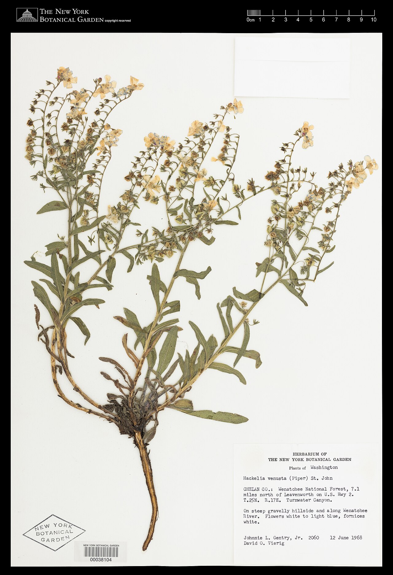 Hackelia venusta