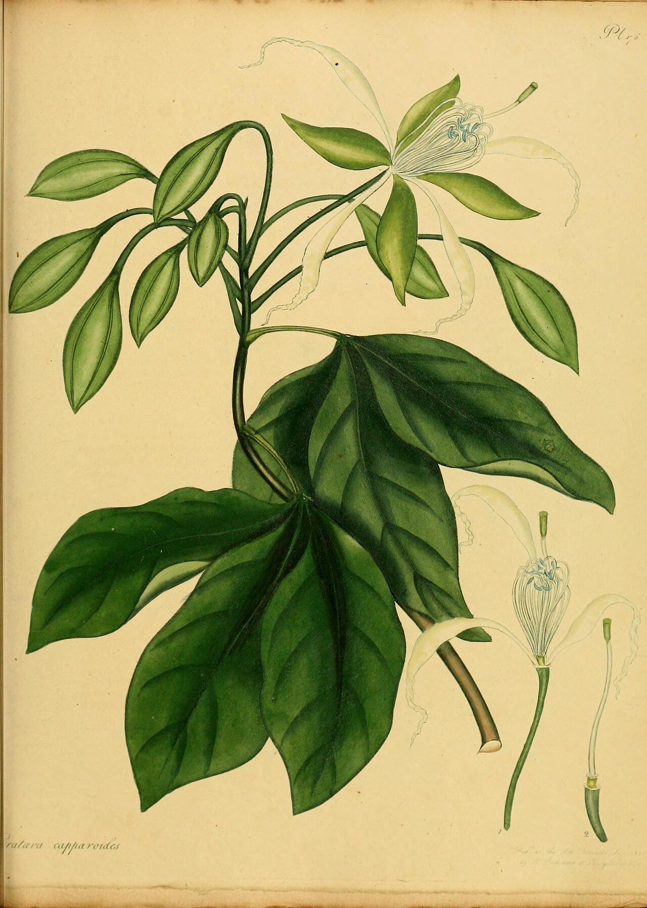 Ritchiea capparoides