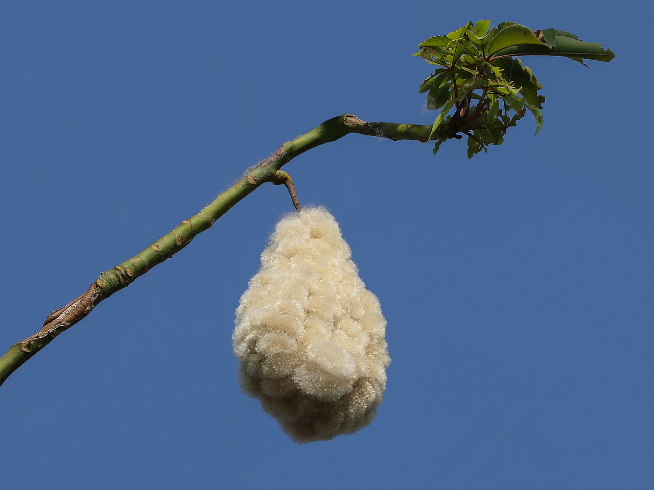 Ceiba pentandra