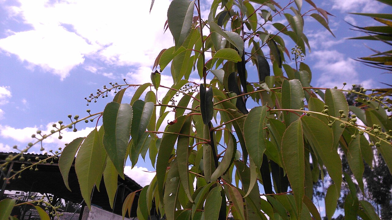Prunus salicifolia