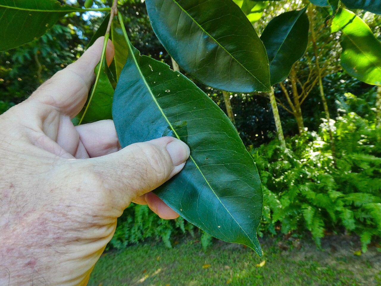 Chionanthus ramiflorus