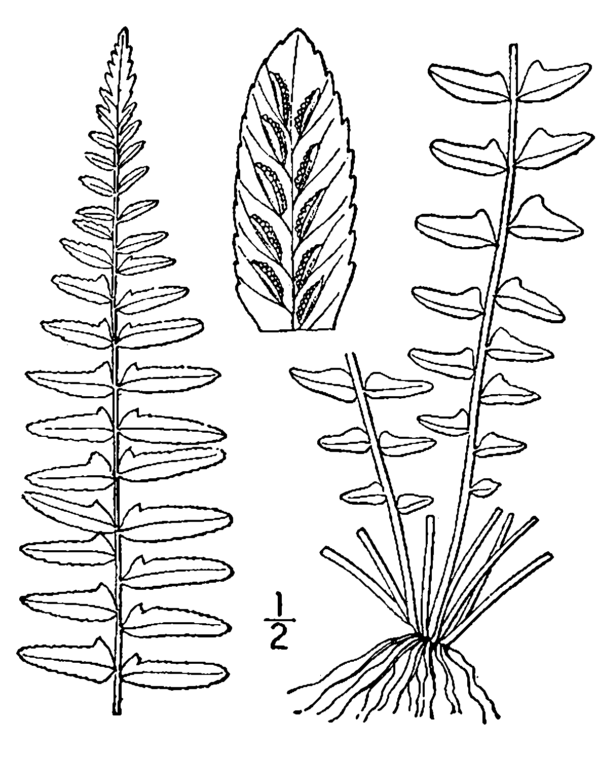 Ebony spleenwort or brownstem spleenwort