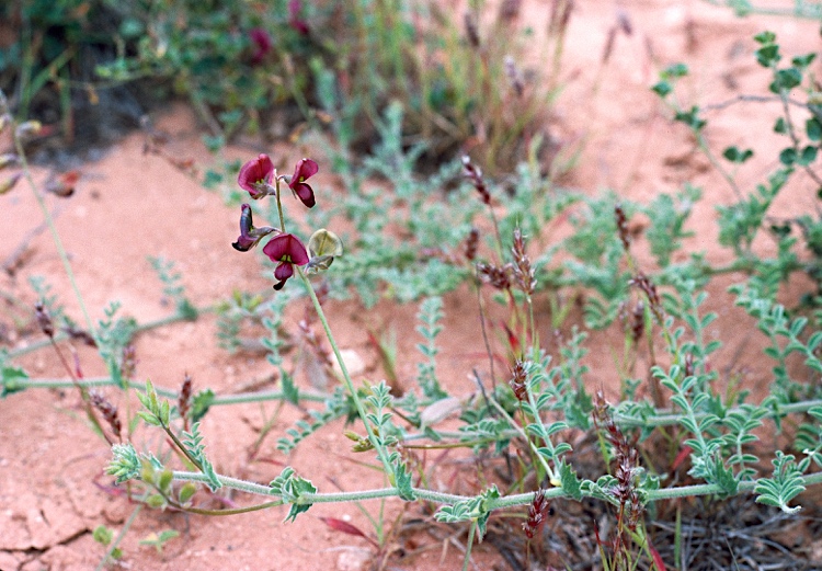 Swainsona beasleyana