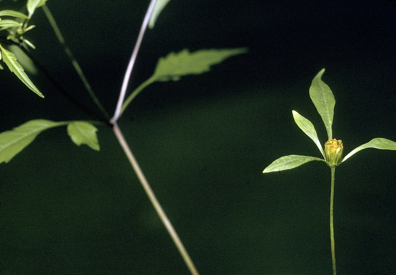 Bidens discoidea