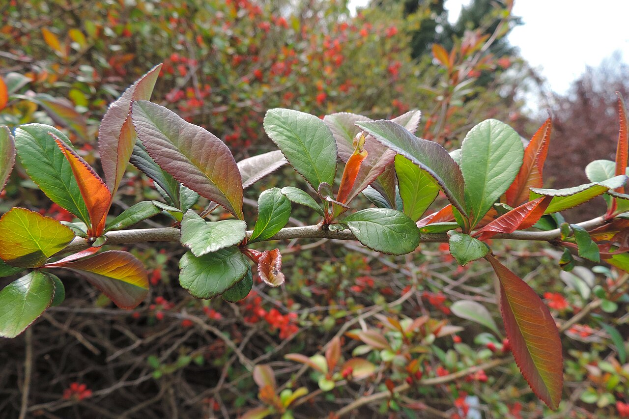 Chaenomeles speciosa