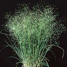 Achnatherum hymenoides