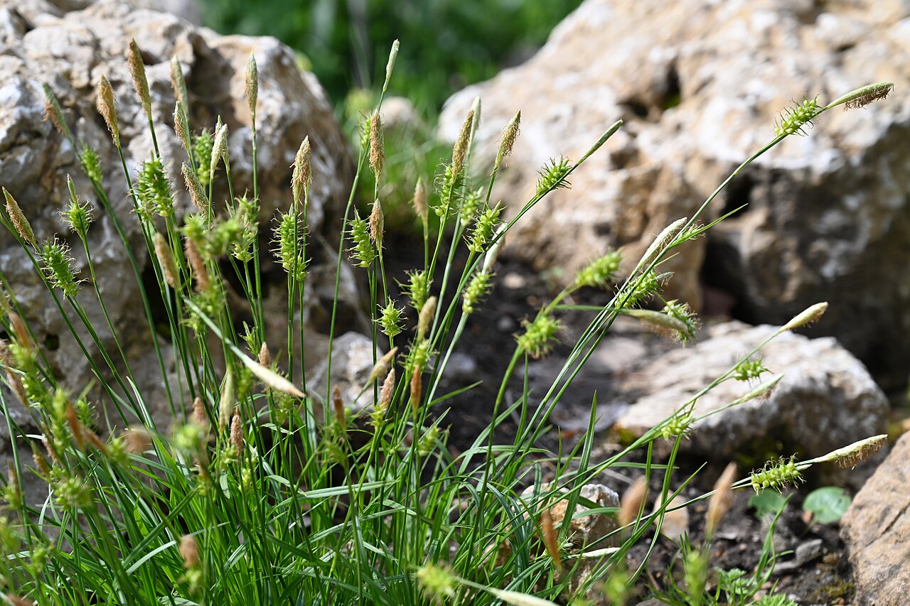 Carex michelii